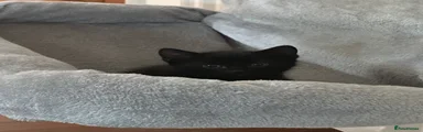 Black kitten