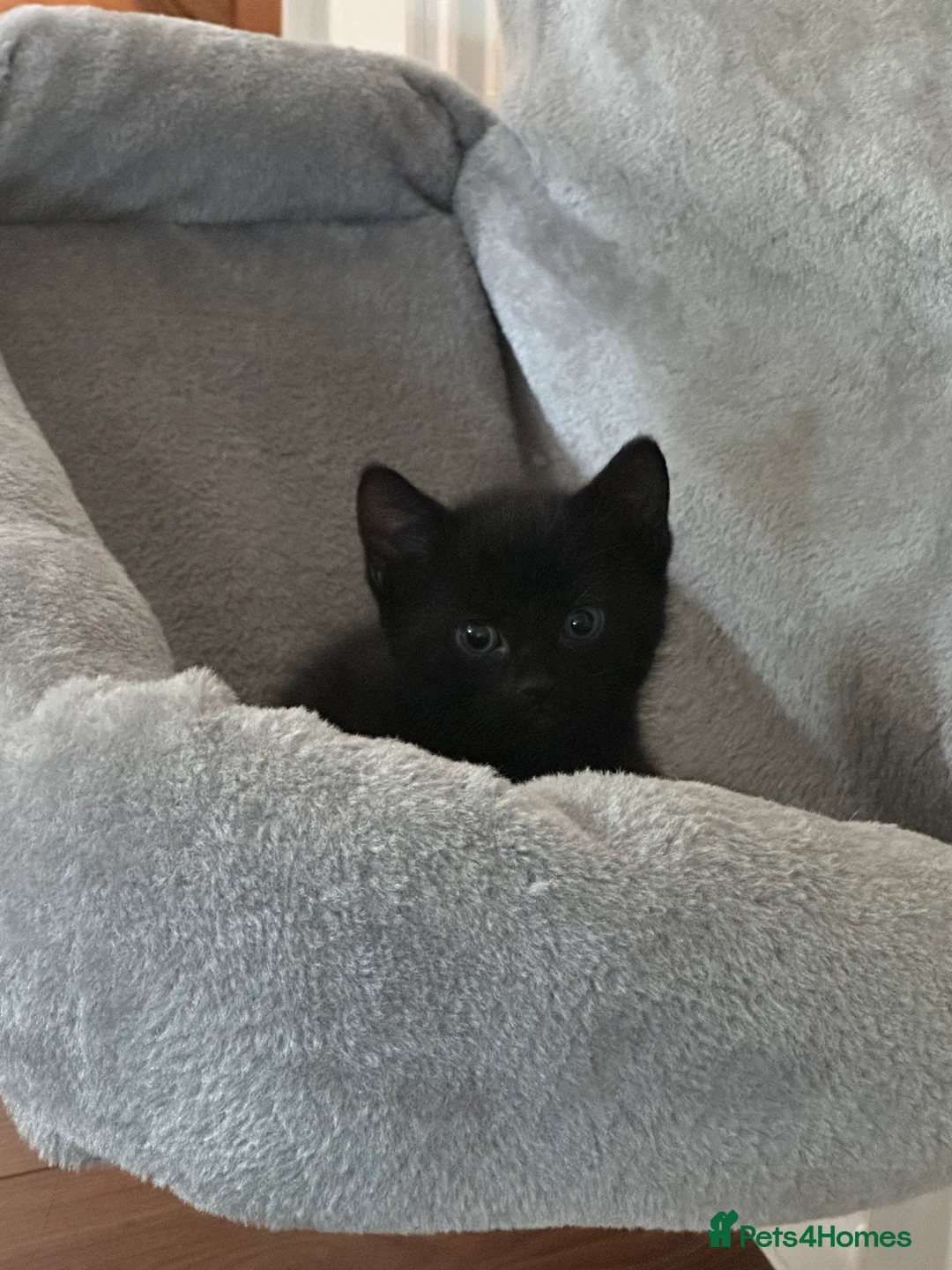 British Shorthair cats for sale: Beautiful Kittens in York - Advert 2