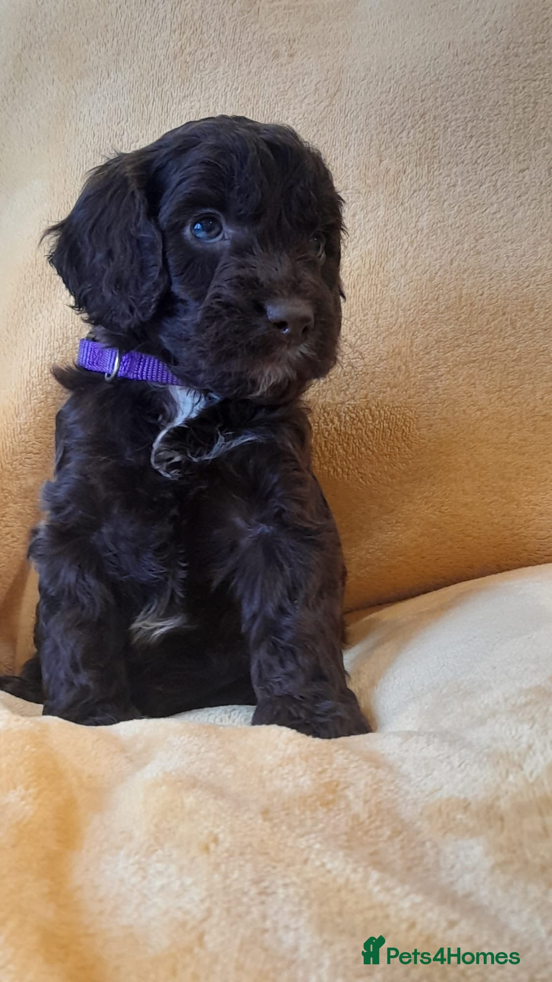 Cockapoo dogs Most Beautiful litter F1 Cockapoo puppies  - Advert 12