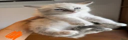 Ragdoll cats for sale: Pedigree Ragdoll Kittens Ready This Week - Advert 5