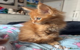 Maine Coon cats for sale: Ginger / tri colour pure Maine coon kittens  - Image 6