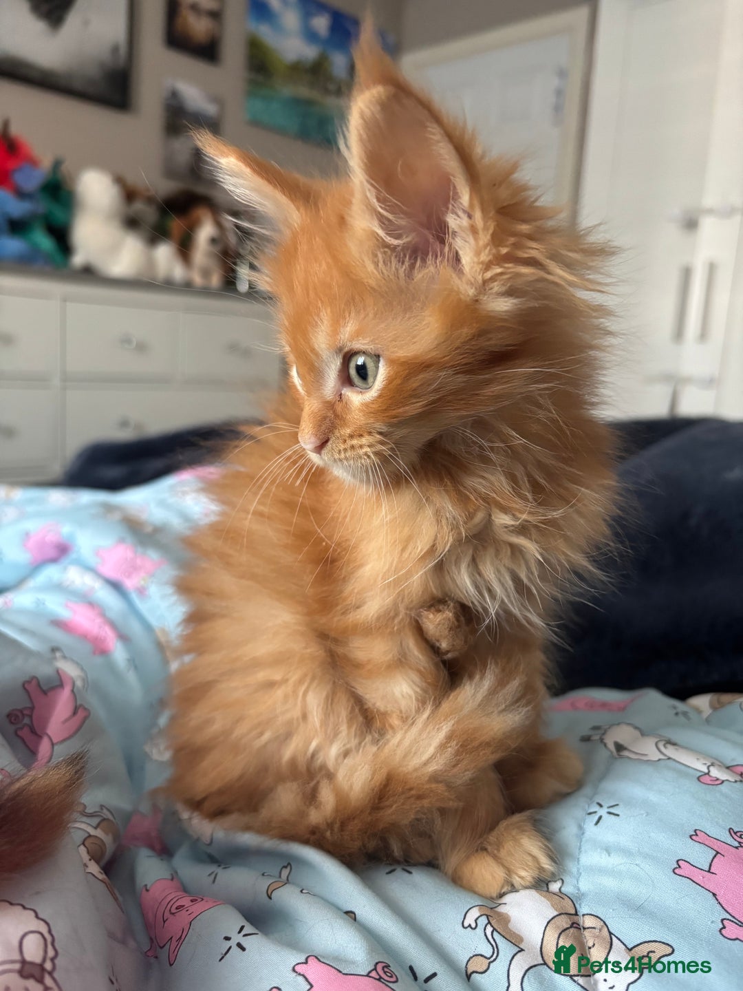 Maine Coon cats for sale: Ginger / tri colour pure Maine coon kittens  - Image 6