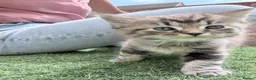 British Longhair cats for sale: 3 x female British longhair kittens - Advert 10