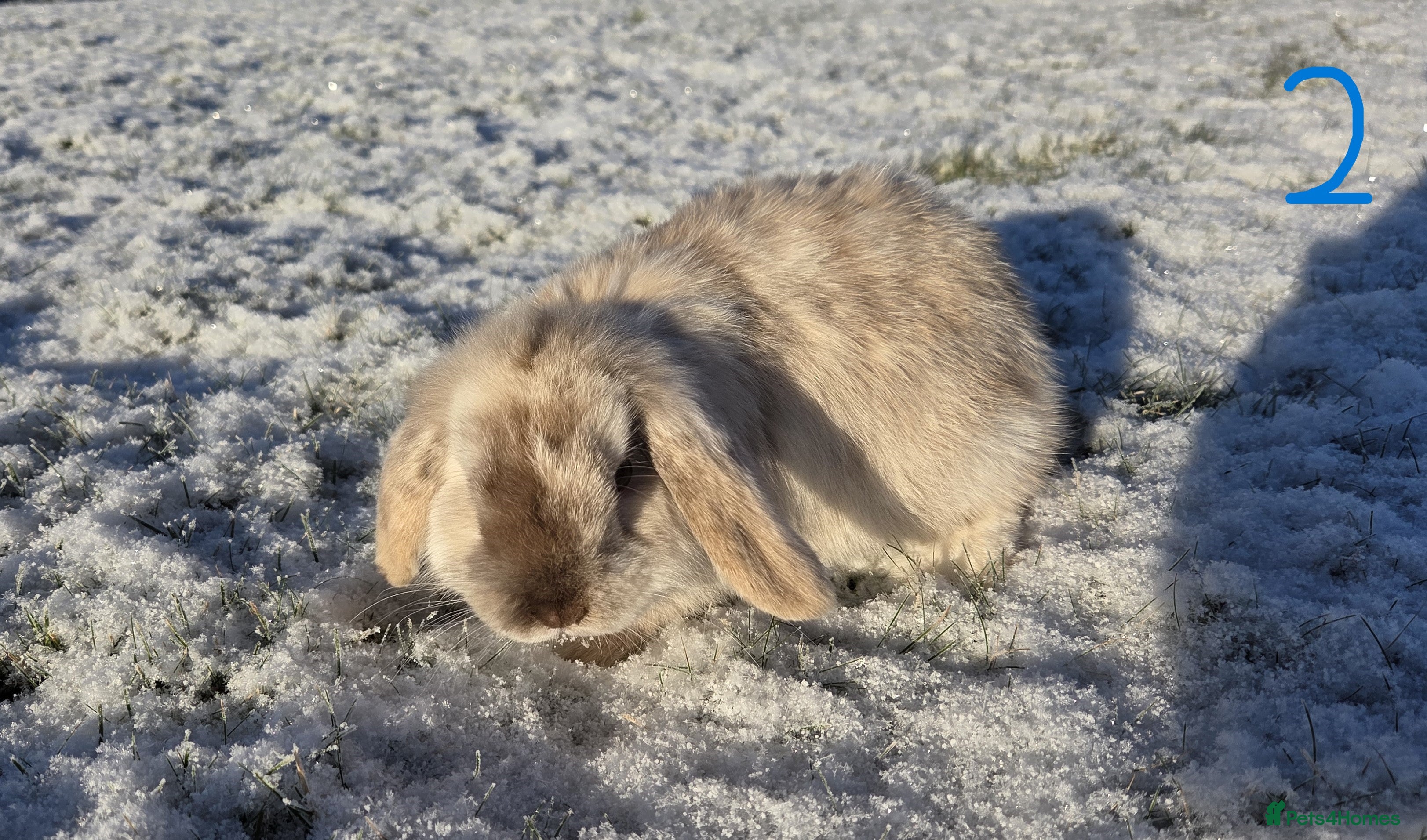 Mini Lop rabbits Beautiful Purebred Mini Lop Buck - Ready Now - Advert 15