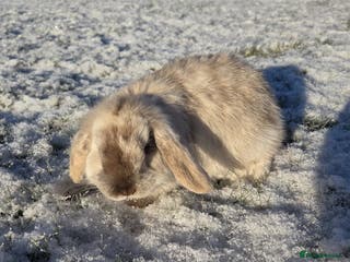 Mini Lop rabbits Beautiful Purebred Mini Lop Buck - Ready Now - Advert 11