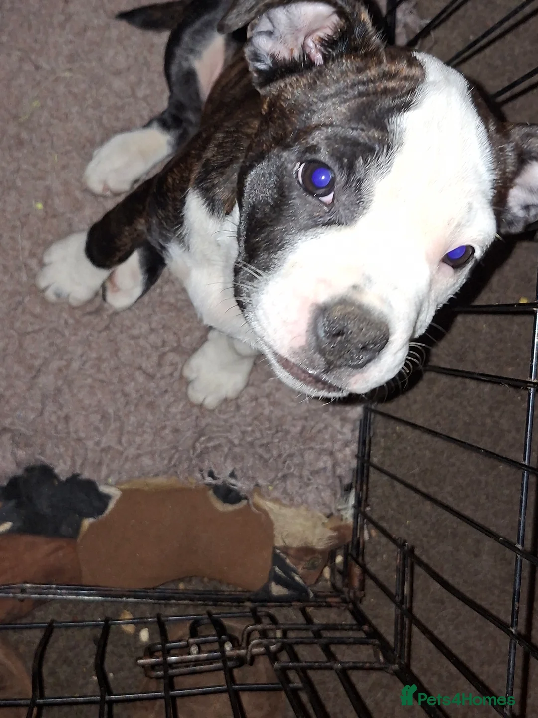 Mixed Breed dogs for sale: Big beautiful Bull Staffs  - Advert 2