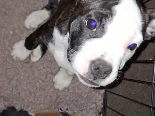 Mixed Breed dogs Big beautiful Bull Staffs - Advert 7