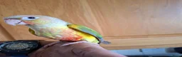 Conures birds for sale: Pineaplle, greencheek, and yellow sided conures  - Advert 11