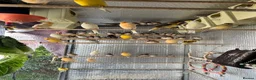 Finches birds for sale: Selling Zebra Finch £10 each - Advert 4