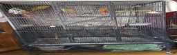 Ringnecks birds for sale: Beautiful yellow Ringneck parrot (kevin) - Advert 8