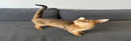 Abyssinian cats for sale: Queen 1 year and half old in London - Advert 4