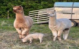 Alpaca livestock for sale: 2 gelded alpaca boys looking for a new home. - Image 1