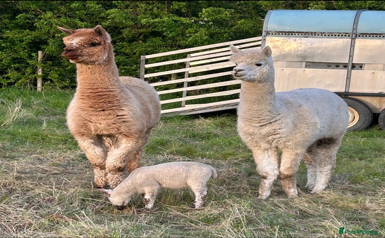 Alpaca livestock - Advert 1