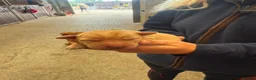 Labrador Retriever dogs for sale: Working Fox Red Labrador Puppies - Advert 10