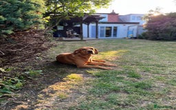 Labrador Retriever dogs for stud: Working Red Labrador for stud  - Image 2