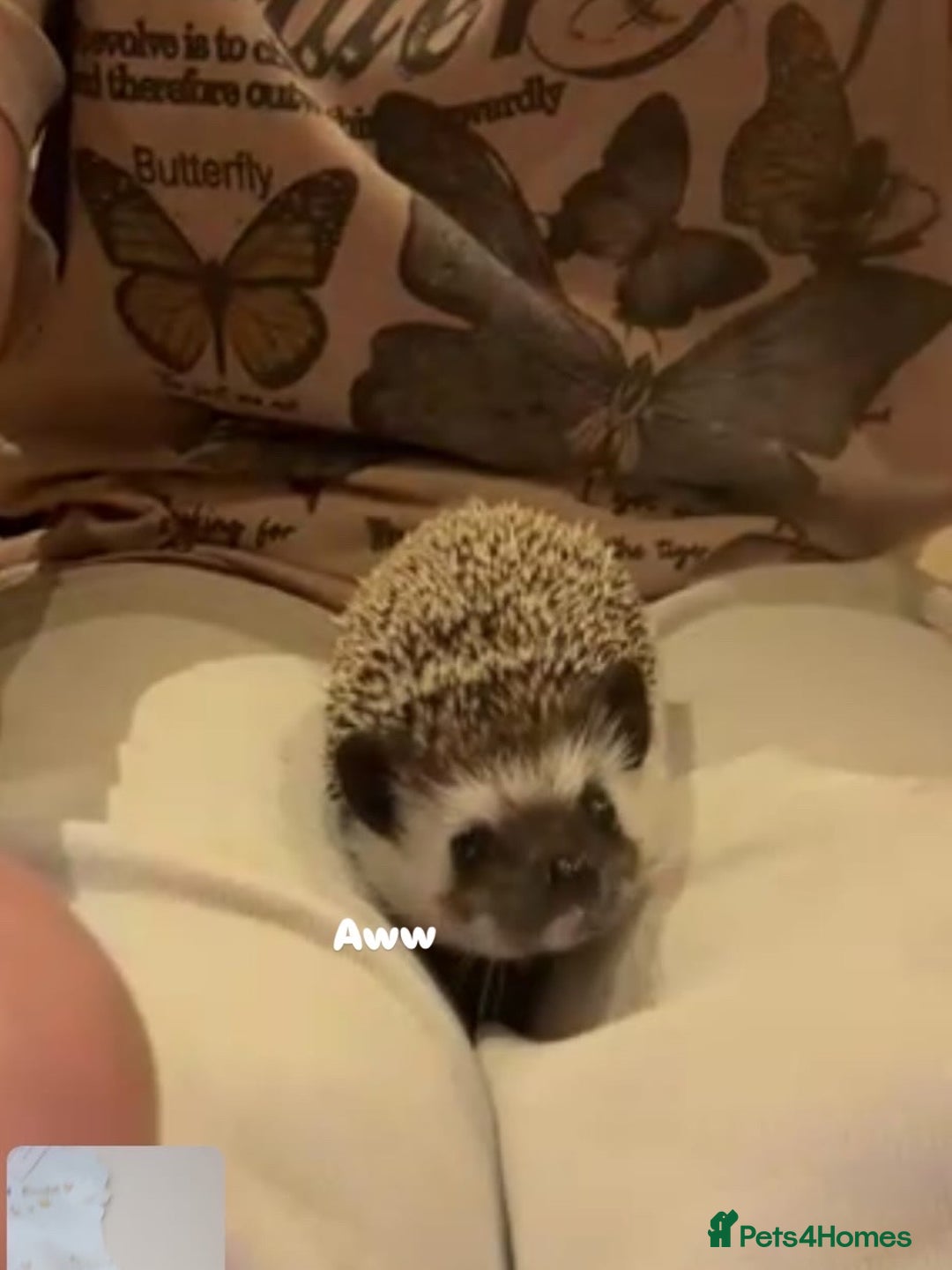 Pygmy Hedgehog rodents for sale: Male Black African Pygmy Hedgehog - Advert 2