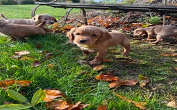 Cocker Spaniel dogs for sale: Kc reg Working Cocker Spaniels - Image 3