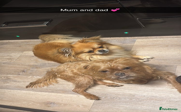 Mixed Breed dogs - Advert 5