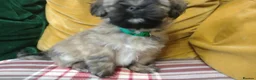 Lhasa Apso dogs for sale: 6 Lhasa Apso Puppies ready to leave now! - Advert 17