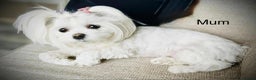 Maltese dogs for sale: KC Registered Maltese Puppies  - Advert 6