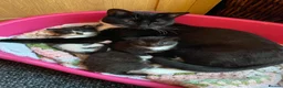 Mixed Breed cats for sale: 4adorable kittens in Woking - Advert 1