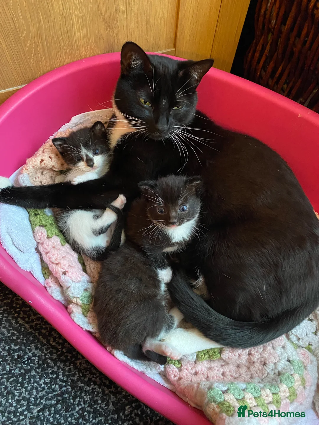 Mixed Breed cats for sale: 4adorable kittens in Woking - Advert 1