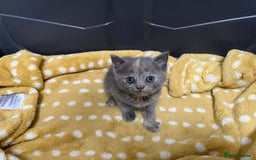 Mixed Breed cats for sale: £100 mixed persian + tortoise shell kittens - Image 3