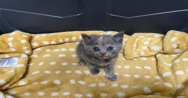 Mixed Breed cats - Advert 4