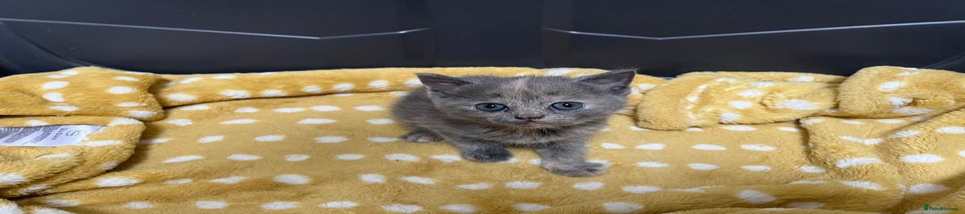 Mixed Breed Kitten 5