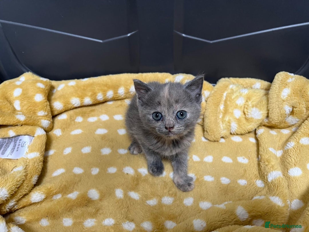 Mixed Breed cats for sale: £100 mixed persian + tortoise shell kittens - Image 3