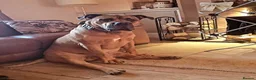 Boerboel dogs for stud: Boerboel  ** tiff for stud in Accrington - Advert 17