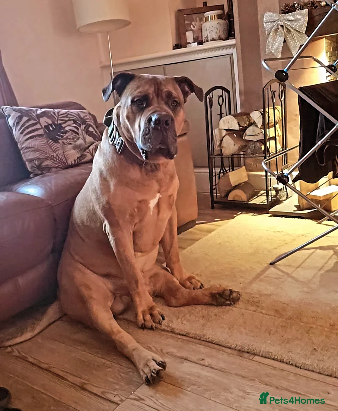 Boerboel dogs for stud: Boerboel  ** tiff for stud in Accrington - Advert 17