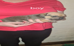 Staffordshire Bull Terrier dogs for sale: Beautiful staffy pups - Image 10