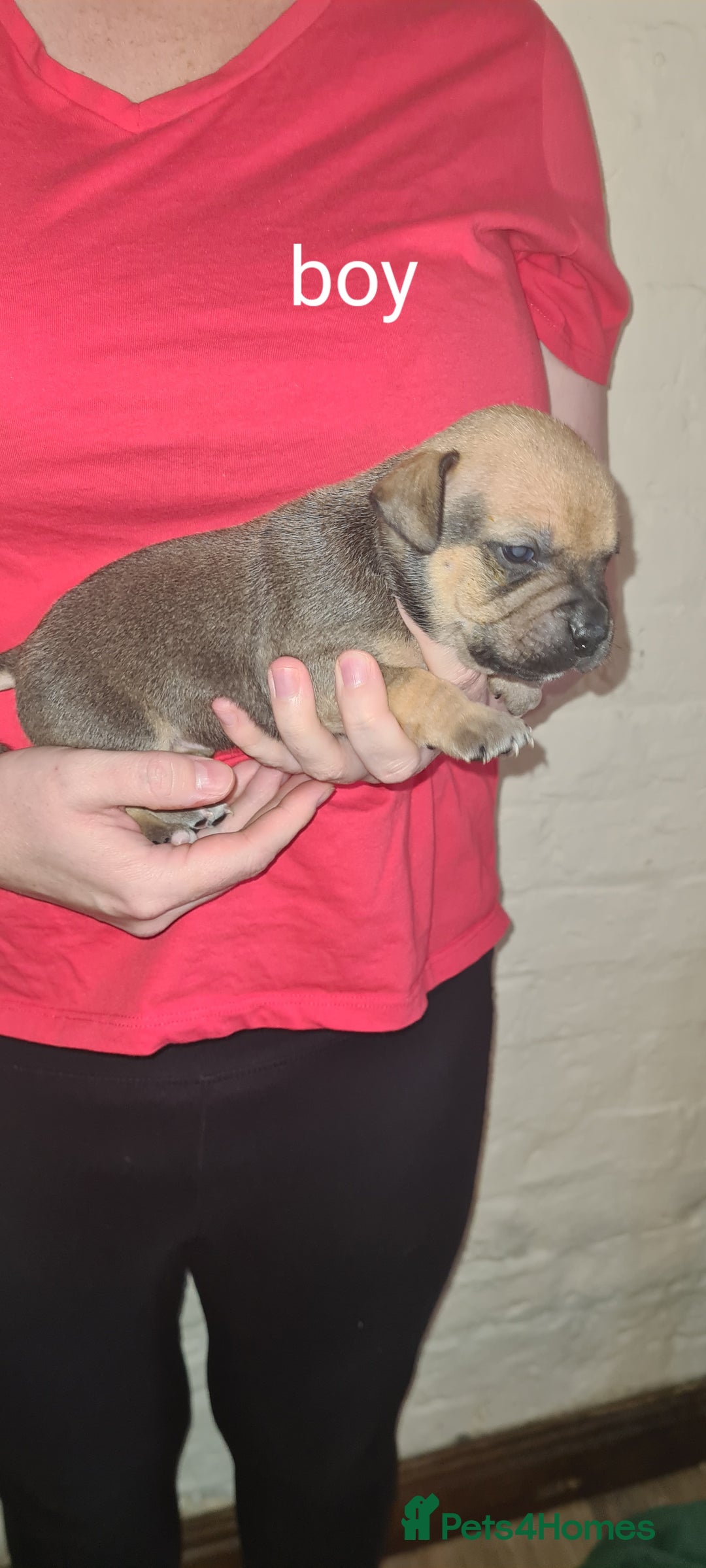 Staffordshire Bull Terrier dogs for sale: Beautiful staffy pups - Image 10