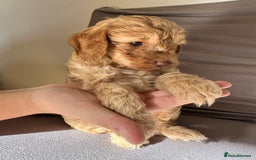 Cockapoo dogs for sale: Adorable Pappy Bread Cockapoo Puppies F2 - Image 21