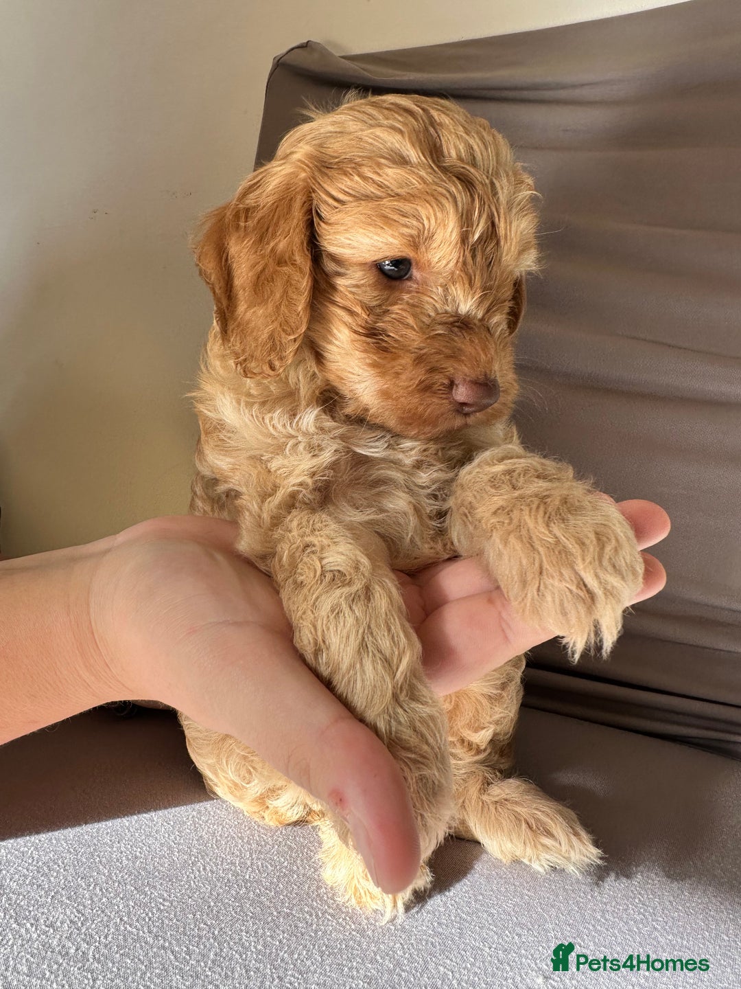 Cockapoo dogs for sale: Adorable Pappy Bread Cockapoo Puppies F2 - Image 21