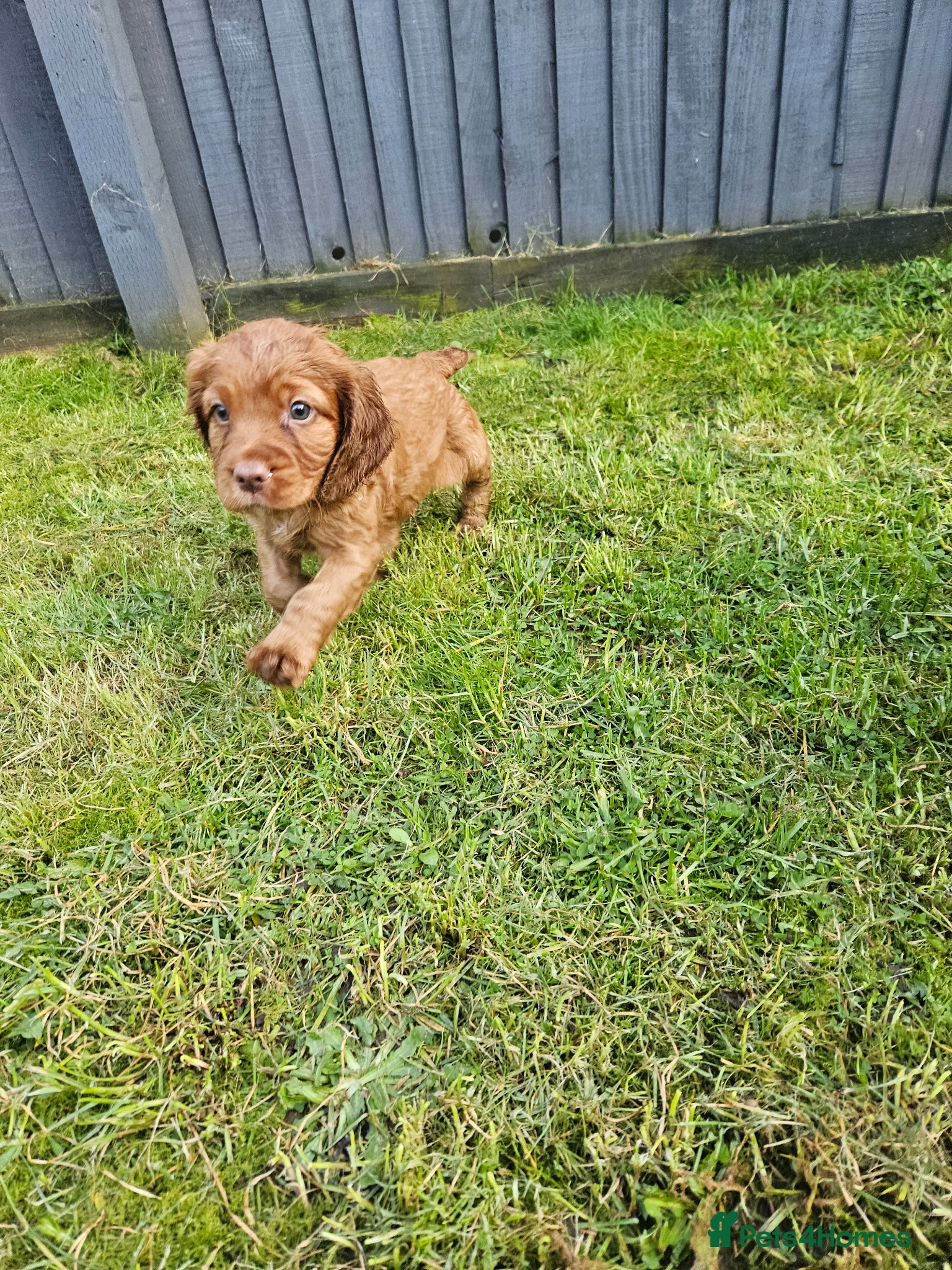 Cocker Spaniel dogs Stunning KC working cocker spaniel puppies - Advert 2
