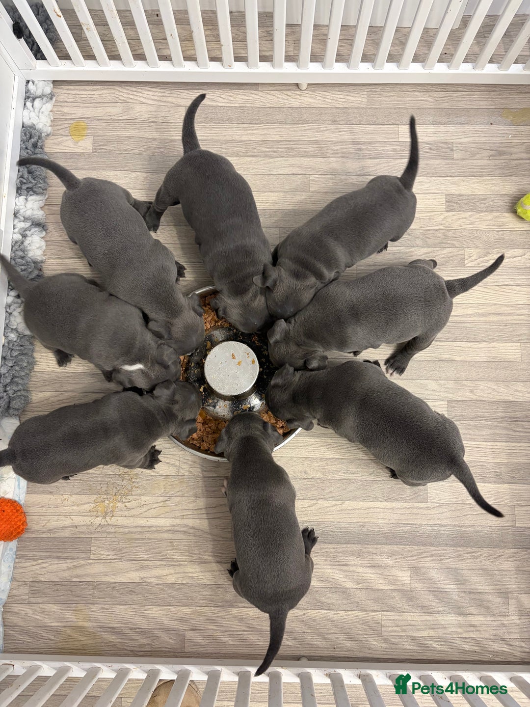 Staffordshire Bull Terrier dogs for sale: Pure Pedigree Blue Staffie Pups - Advert 17