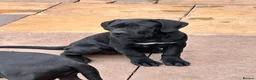 Cane Corso dogs for sale: Cane corso puppies  - Advert 4