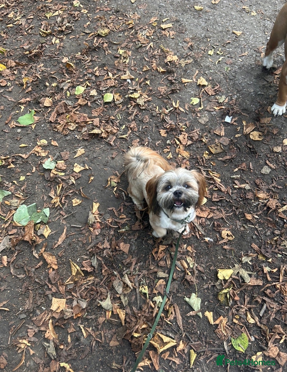 Lhasa Apso dogs Kc reg Lhasa apso stud  - Advert 11