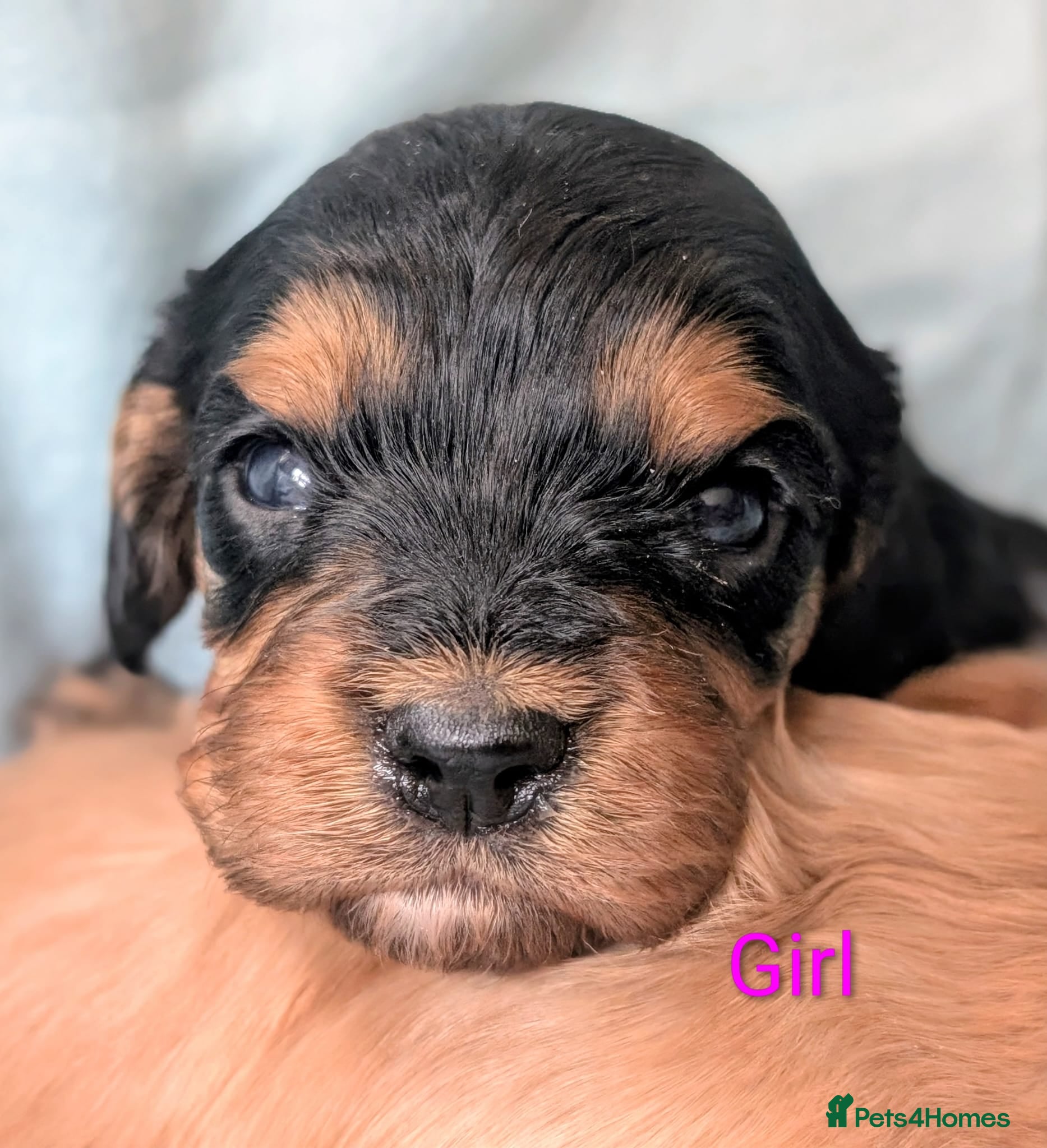 Cavapoo dogs Pretty CAVAPOO pups. Health tested parents - Advert 2