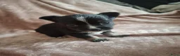 Chihuahua dogs for sale: 4 Tiny Apple head Chihuahuas  - Advert 17
