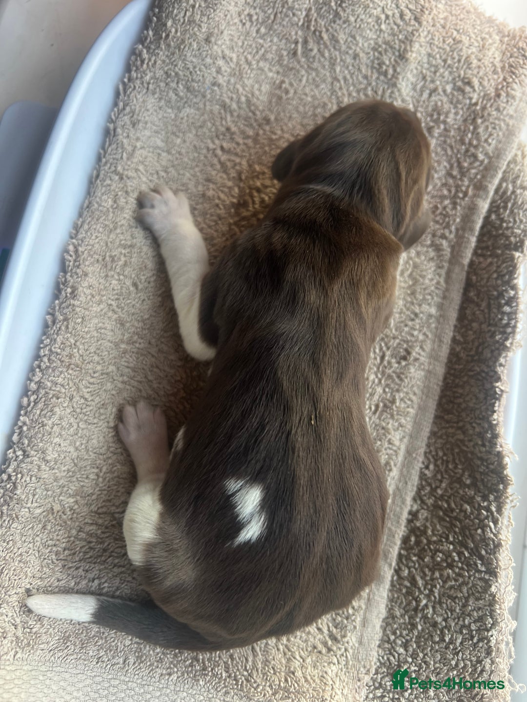 German Shorthaired Pointer dogs for sale: Beautiful KC reg German Shorthaired Pointer Pups - Image 18