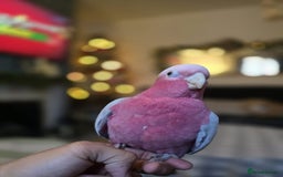 Parrots birds for sale: BuBu The Galah with full set up 1500 ono - Image 4