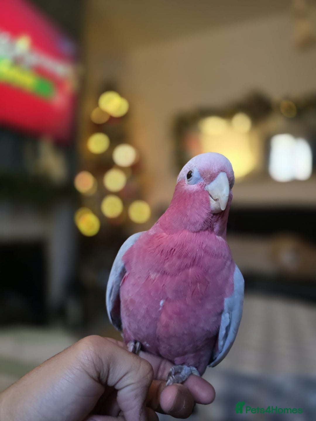 Parrots birds for sale: BuBu The Galah with full set up 1500 ono - Image 4