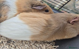 Guinea Pig rodents for sale: Silkie x American bonded sisters  - Advert 1