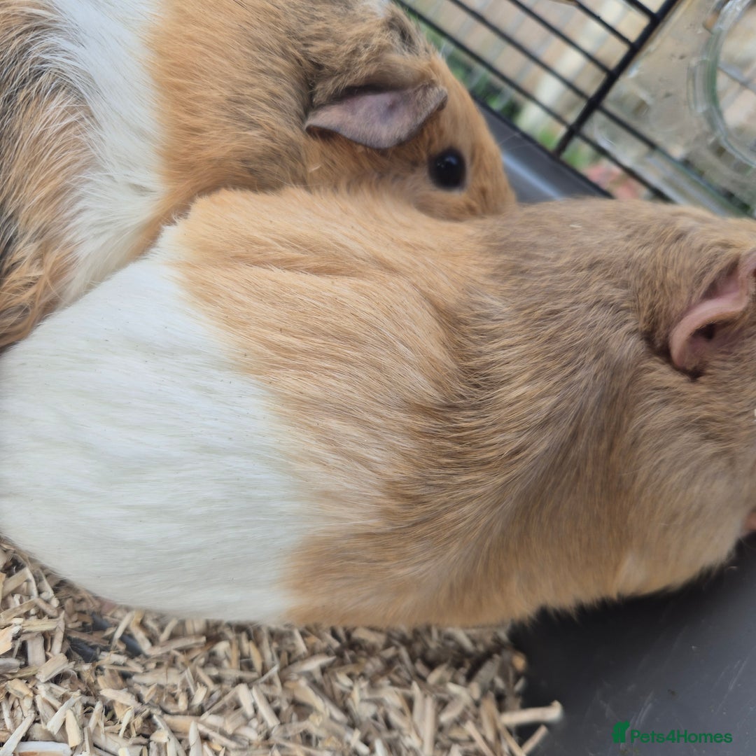 Guinea Pig rodents for sale: Silkie x American bonded sisters  - Advert 1