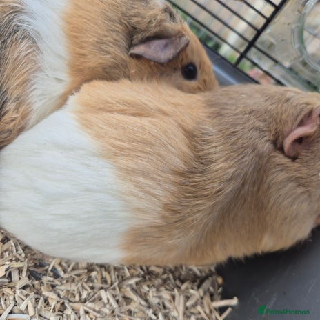Guinea Pig rodents Silkie x American bonded sisters - Advert 3