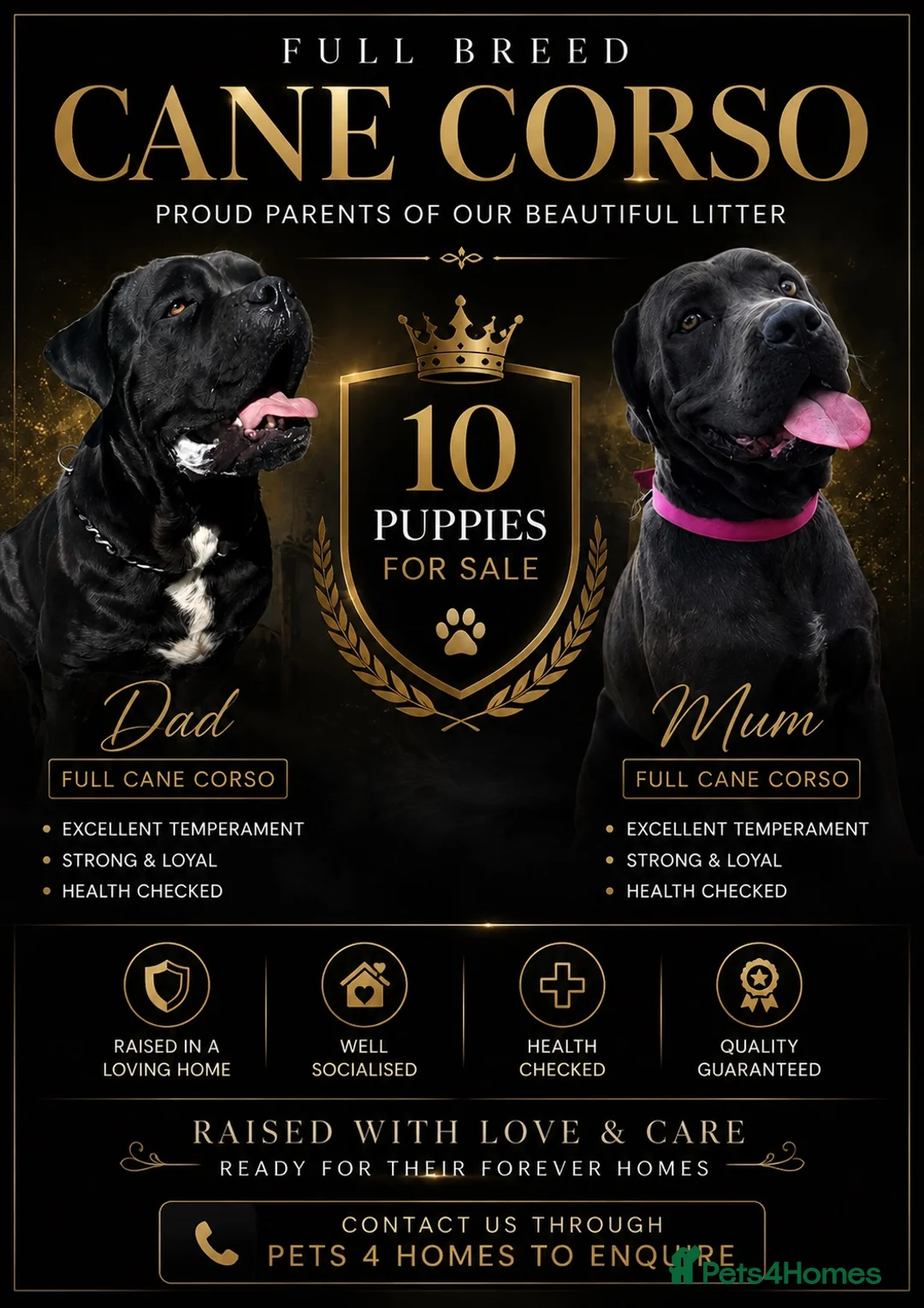 Cane Corso dogs for sale: Full Cane Corso Puppies -Blue/Grey & Black & White in Blackpool - Advert 1