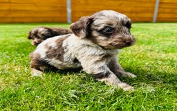 Cockapoo dogs for sale: Chocolate Merle Cockapoo Babies 🐾🐾🐾 - Image 15